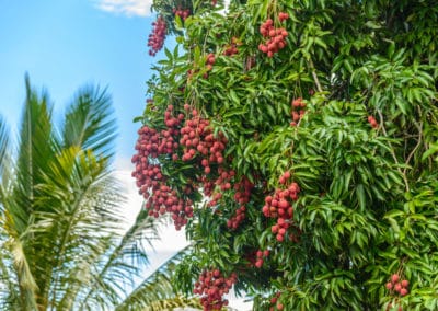 France Réunion arbre palmier