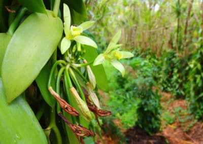 France Réunion fleurs