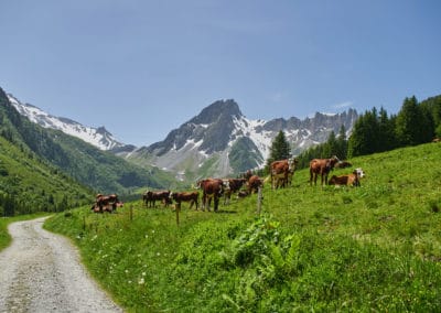 France Col de Tricot champ de vaches