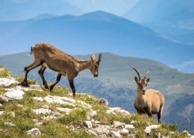 France Vercors bouquetins montagnes