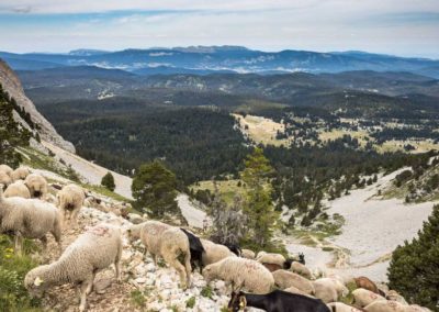 France Vercors troupeau moutons montagnes