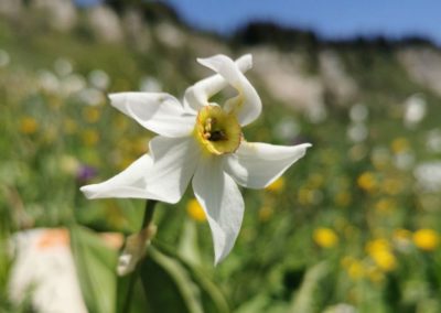 France Vercors Narcisse plaine de la moliere fleur blanche