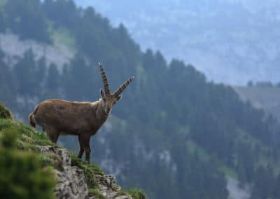 France Vercors Bouquetin montagne vide