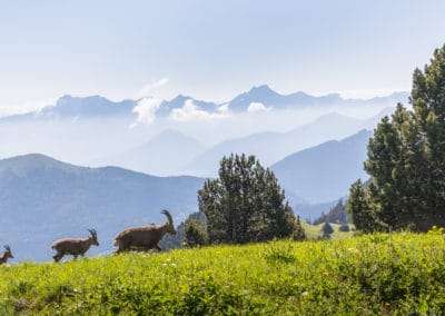 Vercors, séjour naturaliste pour découvrir la faune