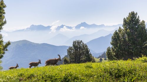 France Vercors point de vue hauteur montagne Vercors, séjour naturaliste pour découvrir la faune