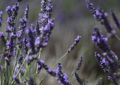 France ViaRhôna lavande
