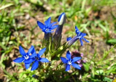 France Haute-Savoie Gentiana fleurs © Laura Herrero
