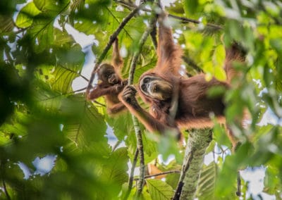 Indonésie Sumatra orang-outan