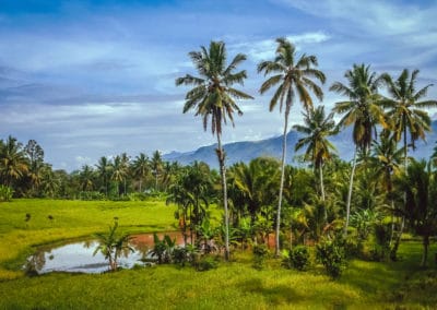 Indonésie Sumatra paysage palmiers