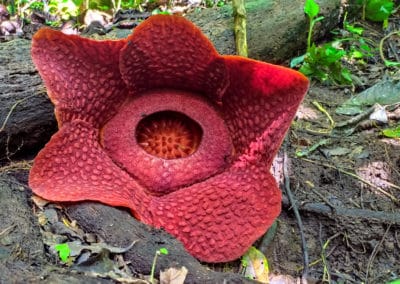Indo Sumatra Raflesia plante