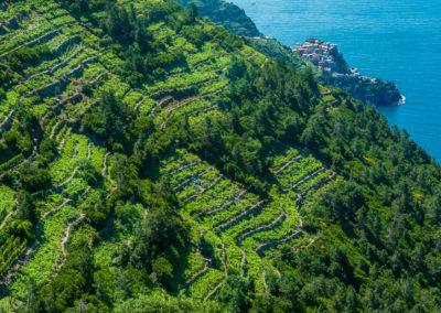 Italie Cinque Terre Manarola sentier pédestre ©FCHARTON