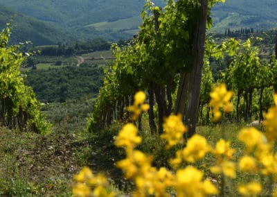 Italie Ombrie vignoble fleurs