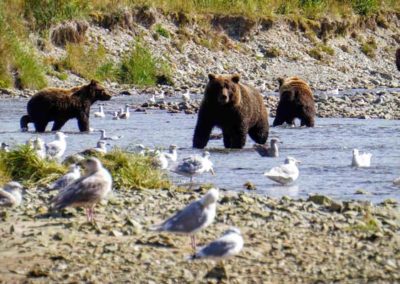 USA Alaska Katmai grizzlis ©Mathieu Moreliere