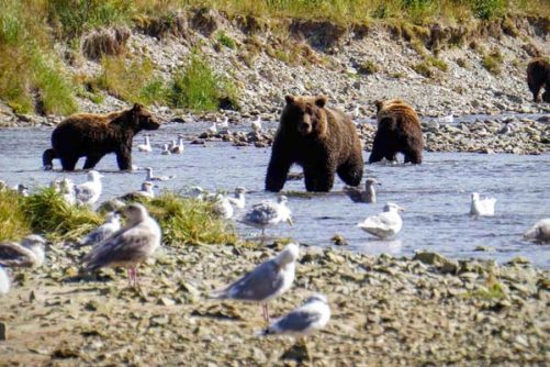 USA Alaska Katmai Parc Naturel grizzlis ©Mathieu Moreliere USA Alaska Katmai Parc Naturel grizzlis ©Mathieu Moreliere