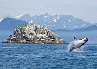 USA Kenai Fjords NP Alaska Baleine à bosses