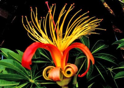 Madagascar fleur jaune orange