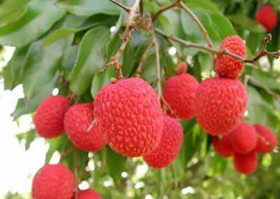 Madagascar litchis