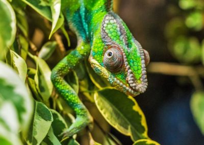 Madagascar caméléon gros plan