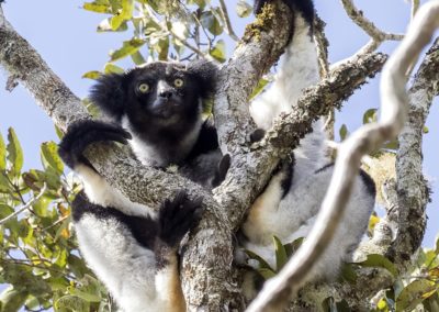 Madagascar Lémurien Indri indri