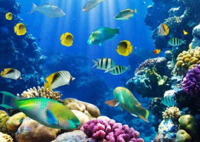 Madagascar poissons tropicaux