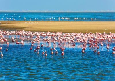 Namibie côte Atlantique colonie de flamants roses