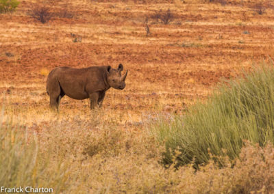 Namibie Damaraland Palmwag Rhinocéros