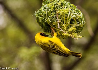Namibie Kunene,Tsumeb Parc National d'Etosha oiseau Tisserin masqué