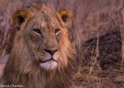 Namibie Kunene Tsumeb Parc National d'Etosha lion du désert