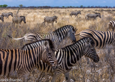 Namibie Kunene Tsumeb Parc National d'Etosha zèbres