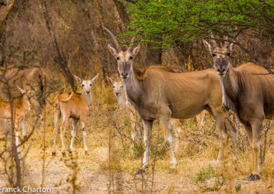 Namibie Kunene Tsumeb Parc National d'Etosha Elands du Cap Taurotragus oryx