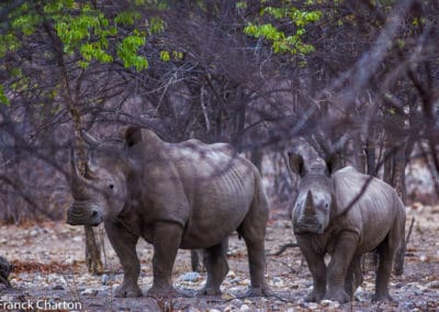 Namibie Kunene Tsumeb Parc National d'Etosha Rhinocéros blancs mère et fils
