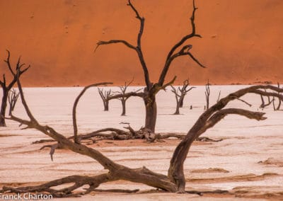 Namibie Sesriem Parc National du Namib Naukluft, Deadvlei, vestiges d’acacias du désert