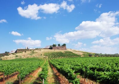 Portugal Alentejo Estremoz vignoble