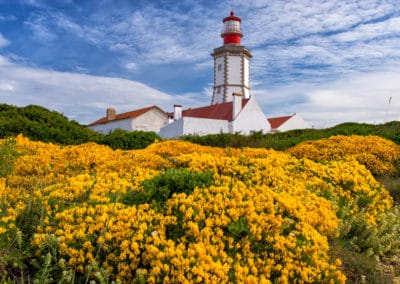 Portugal Sesimbra Cabo Espichel fleurs jaunes phare