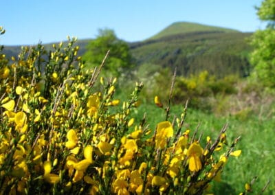 France Auvergne Puy et genets