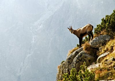 Slovaquie Parc National Tatras chamois vide