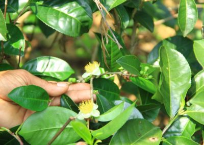 Asie Sri Lanka fleurs mains feuilles