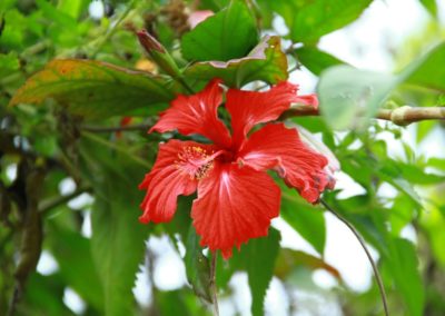 Asie Sri Lanka fleur rouge