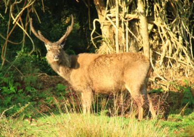 Asie Sri Lanka animal sauvage