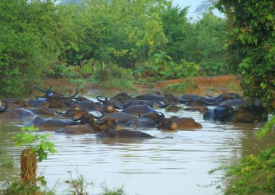Asie Sri Lanka animaux baignade