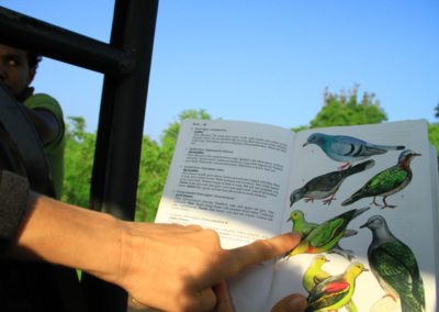 Asie Sri Lanka livre reconnaissance oiseaux