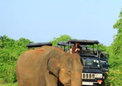 Asie Sri Lanka éléphant safari 4x4