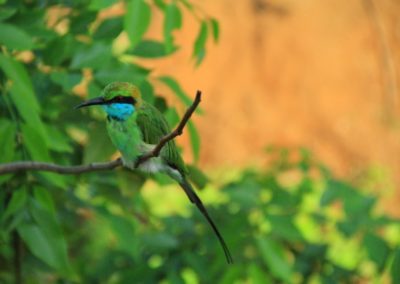Asie Sri Lanka oiseau coloré vert bleu