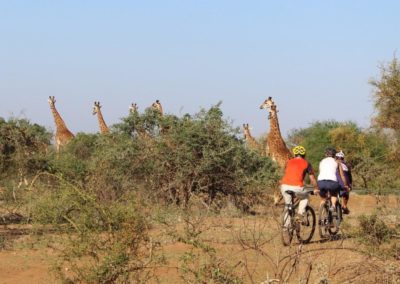 Tanzanie Longido girafes vélo