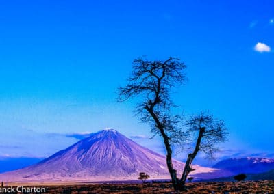 Tanzanie montagne arbre
