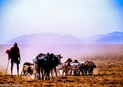 Tanzanie maasaï troupeau