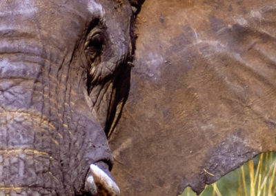 Tanzanie éléphant gros plan