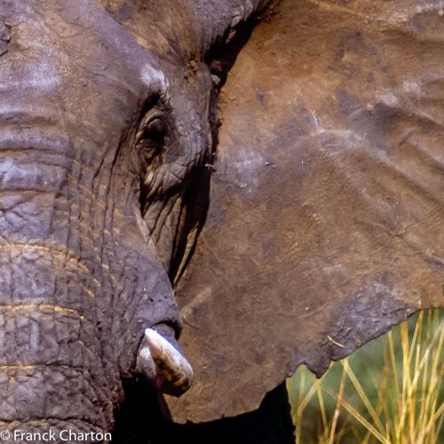 Tanzanie éléphant gros plan Tanzanie éléphant gros plan