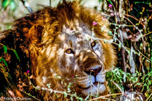 Tanzanie Lion Tanzanie Lion