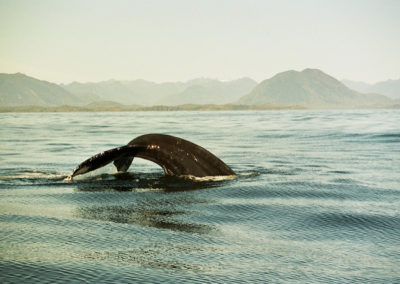 Canada Tofino Baleine à bosse ©Caroline-Ingram